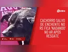 Cachorro salvo de enchente no RS fica ‘nadando’ no ar após resgate