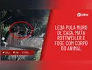 Leoa pula muro de casa, mata Rottweiler e foge com corpo do animal