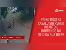 Vídeo mostra cavalo sofrendo infarto e caindo no meio da rua no PR