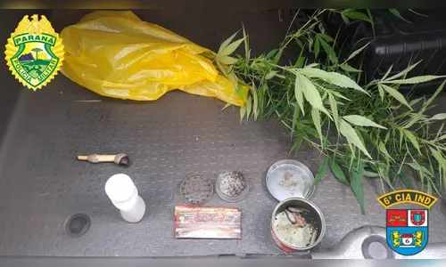 Denúncia anônima leva à apreensão de pés de maconha em Ivaiporã