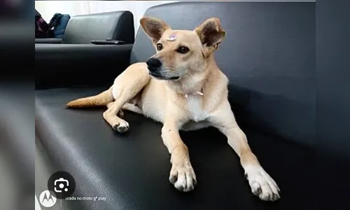 Dona busca por cachorrinha desaparecida há nove dias em Apucarana
