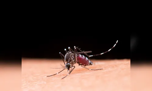 Recém-nascido morre vítima de dengue no Paraná