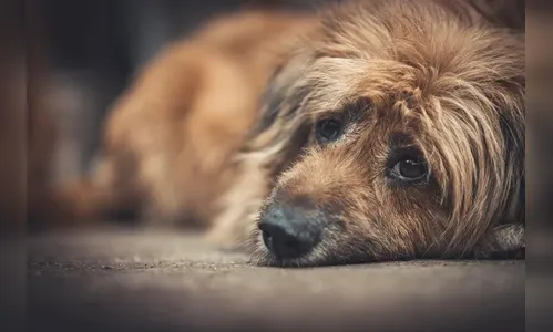 Mulher é acusada de envenenar cães e ofender vizinha em Califórnia