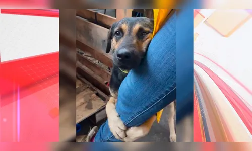 Cachorro abraça perna de veterinária após resgate no RS