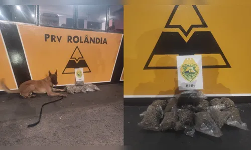 PRE apreende mais de cinco quilos de skunk no norte do Paraná; vídeo