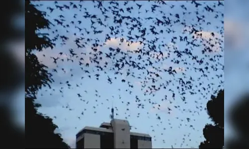 As andorinhas foram embora, mas o mau cheiro não