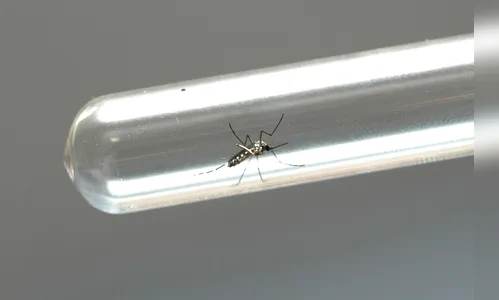 Mais três morrem por dengue na região; incluindo bebê de um mês