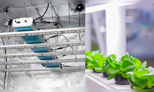 Cultivo indoor de plantas conquista gerações; entenda sobre o assunto