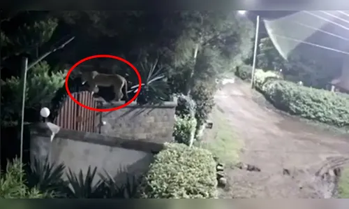 Leoa pula muro de casa, mata Rottweiler e foge com corpo do animal