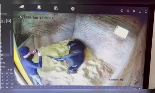 Cavalo avaliado em R$ 150 mil é morto envenenado por cuidador; assista