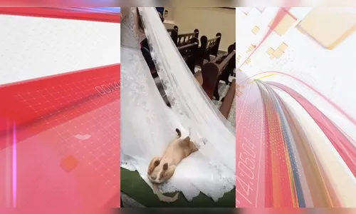 Cachorro caramelo rouba cena durante entrada de noiva em igreja do PR