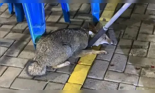 Cachorro-do-mato invade dispensa de posto e mobiliza bombeiros no PR