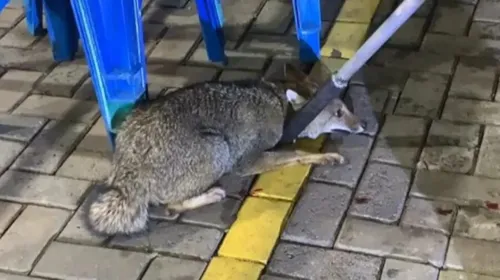 Cachorro deu trabalho e acabou conseguindo fugir