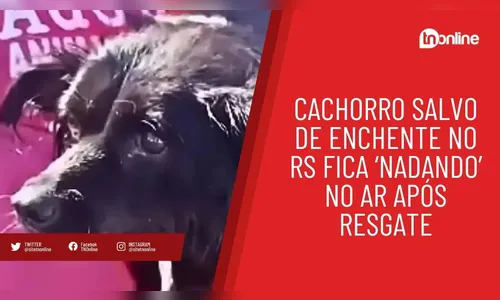 Cachorro salvo de enchente no RS fica ‘nadando’ no ar após resgate