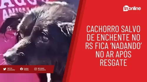 Cachorro salvo de enchente no RS fica ‘nadando’ no ar após resgate