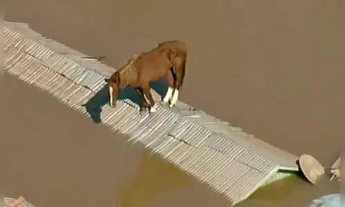 Exército tenta resgatar cavalo ilhado sobre telhado no RS