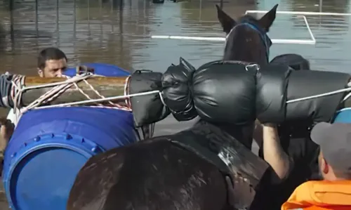 Cavalo sendo resgatado da enchente