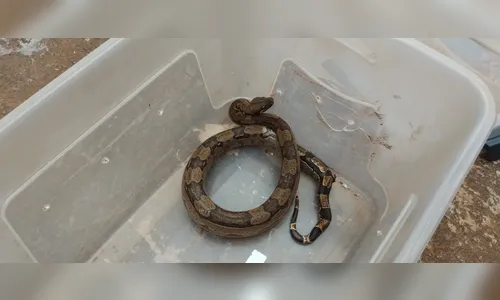 Jiboia é resgatada no norte do PR após 'atravessar' país em caminhão