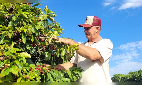 Colheita de café deve movimentar mais de R$ 654 mi na região