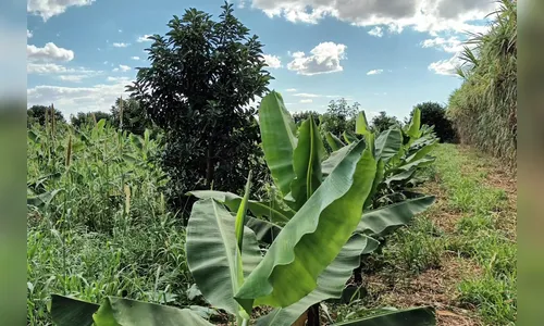 Lucro com produção de banana supera renda com a soja em Novo Itacolomi
