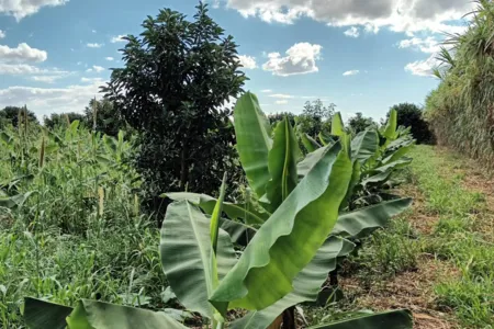 Desde 1996 a cultura da banana gera renda para os produtores do município