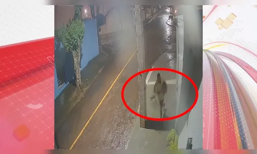 Flagra: mais um furto de planta é registrado por câmeras em Apucarana