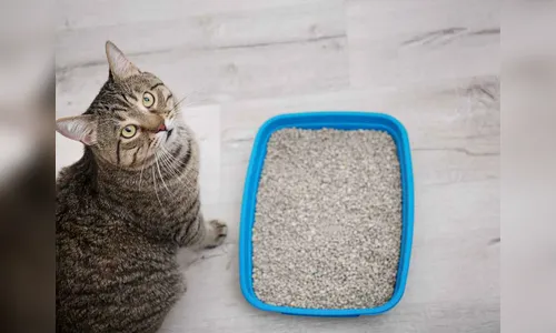 Briga causada por cocô de gato vira caso de polícia em Bom Sucesso