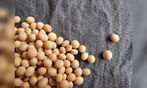 Apucarana: ladrões invadem depósito e furtam mais de 100 sacas de soja