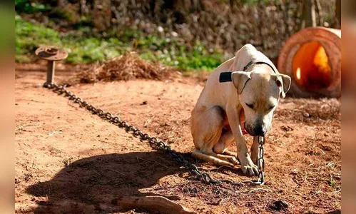 Cachorro acorrentado na chuva vira caso de polícia em Bom Sucesso
