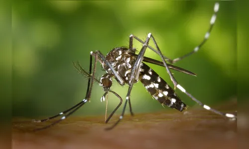 Gincana contra dengue premiará R$ 300 mil para instituições ganhadoras