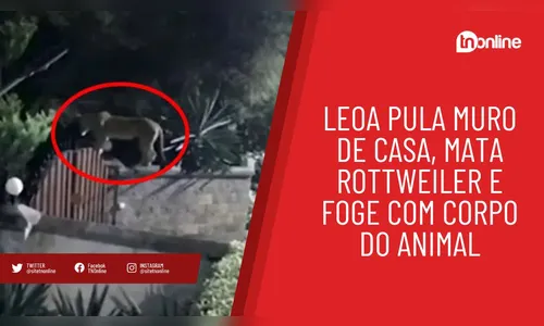 Leoa pula muro de casa, mata Rottweiler e foge com corpo do animal