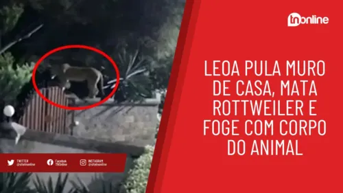 Leoa pula muro de casa, mata Rottweiler e foge com corpo do animal