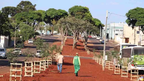 Meio Ambiente plantou 59 mudas de ipês em diferentes pontos da Avenida Souza Naves