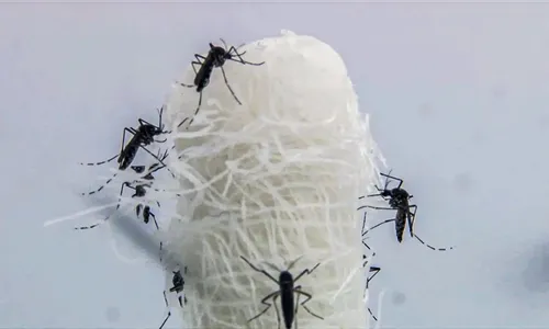 Brasil ultrapassa 5 milhões de casos prováveis de dengue