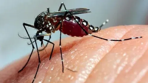 Mosquito Aedes Aegypt é o transmissor da dengue e outras doenças