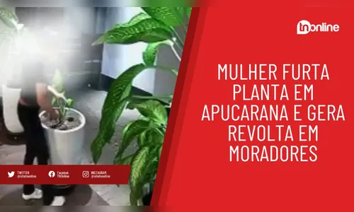 Mulher furta planta em Apucarana e gera revolta em moradores