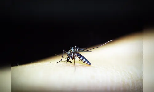 Especialistas apontam que epidemia da dengue deve voltar; saiba quando