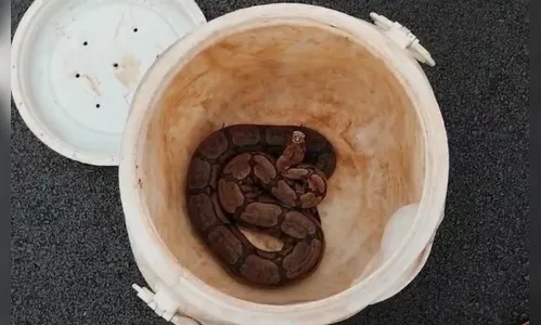 Jiboia amazônica assusta moradores e é capturada em casa de Mandaguari