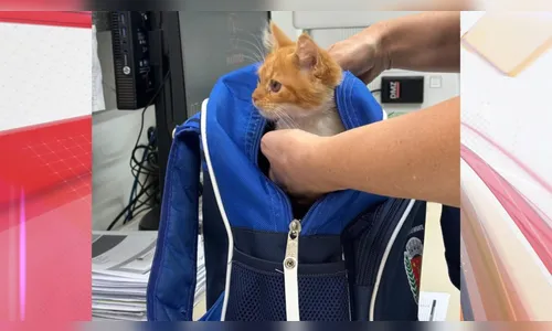 Menina de 2 anos leva gata escondida na mochila para escola em Maringá