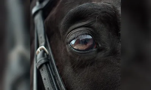 Homem é preso por maus-tratos contra cavalo em Apucarana