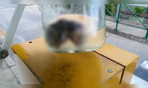 Possível feto humano é encontrado em casa de ex-funcionário da UEM