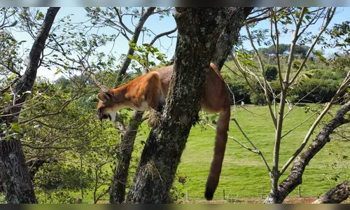 Onça é filmada em Apucarana após ser acuada por cães; veja