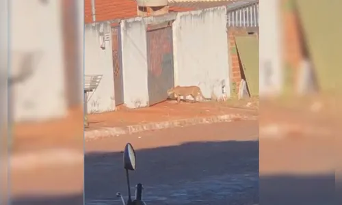 Moradores de cidade se assustam ao flagrarem onça 'passeando' por ruas