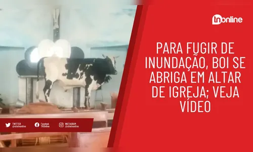 Para fugir de inundação, boi se abriga em altar de igreja; veja vídeo