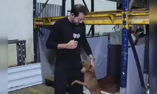 Repórter do SBT adota cãozinho que abraçou sua perna no RS; vídeo