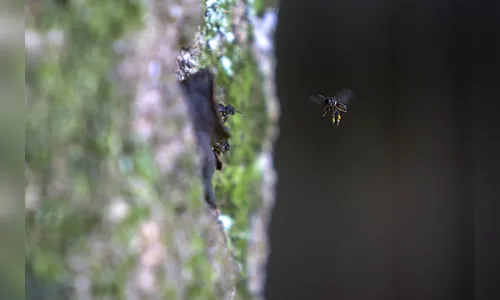Parceria entre Unicentro e Unesp estudam 'efeitos de borda' em abelhas
