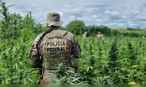 Polícia Federal queima 448 mil pés de maconha em Pernambuco