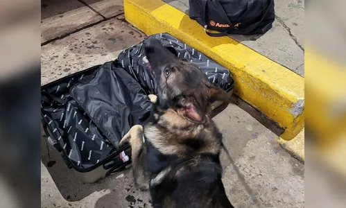 Polícia prende passageiro com mala cheia de maconha em rodoviária