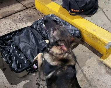 Polícia prende passageiro com mala contendo maconha em rodoviária