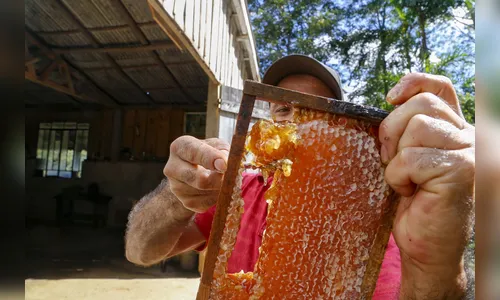 Paraná é o segundo maior produtor de mel e se destaca pela qualidade